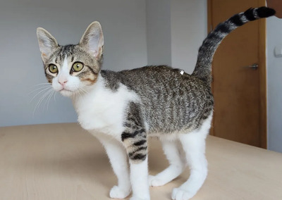 Cairo - aufgeschlossener Schmusekater, EKH Jungtier - Kater