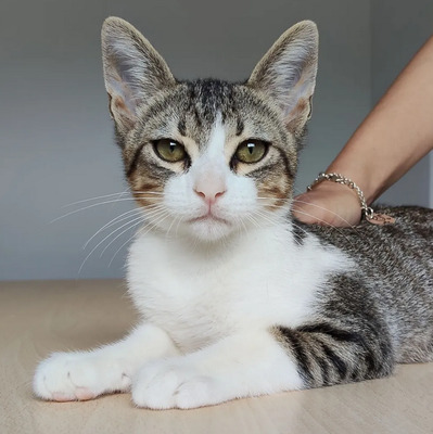 Cairo - aufgeschlossener Schmusekater, EKH Jungtier - Kater