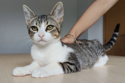 Cairo - aufgeschlossener Schmusekater, EKH Jungtier - Kater