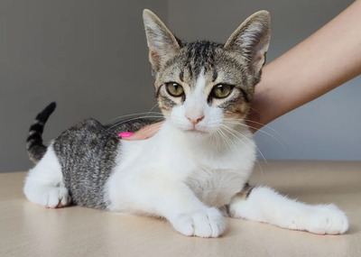 Cairo - aufgeschlossener Schmusekater, EKH Jungtier - Kater