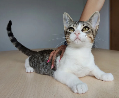 Cairo - aufgeschlossener Schmusekater, EKH Jungtier - Kater