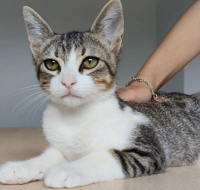 Cairo - aufgeschlossener Schmusekater, EKH Jungtier - Kater
