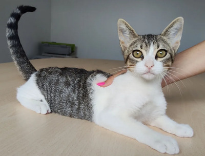 Cairo - aufgeschlossener Schmusekater, EKH Jungtier - Kater