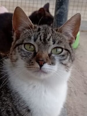 Calabaza, Europäisch Kurzhaar - Katze
