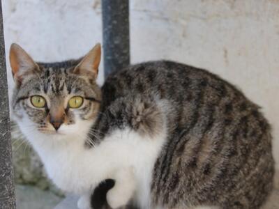 Calabaza, Europäisch Kurzhaar - Katze