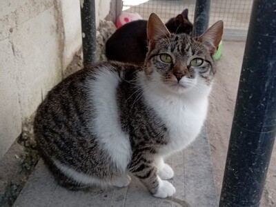 Calabaza, Europäisch Kurzhaar - Katze