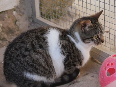 Calabaza, Europäisch Kurzhaar - Katze