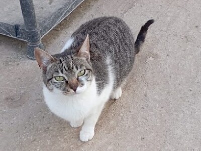 Calabaza, Europäisch Kurzhaar - Katze