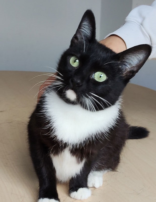 Calceta - gesellig und aufgeschlossen