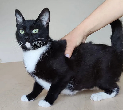 Calceta - gesellig und aufgeschlossen, EKH - Katze