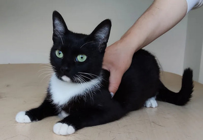 Calceta - gesellig und aufgeschlossen, EKH - Katze