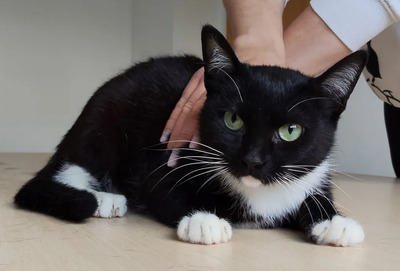 Calceta - gesellig und aufgeschlossen, EKH - Katze