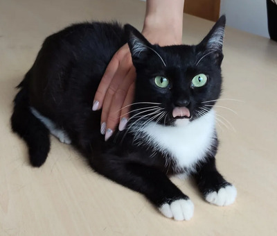 Calceta - gesellig und aufgeschlossen, EKH - Katze