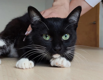 Calceta - gesellig und aufgeschlossen, EKH - Katze