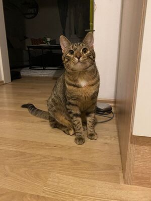 Calita, EHK Jungtier - Katze