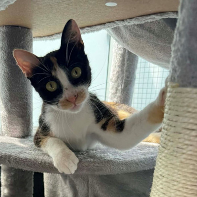 Calypso möchte IHR Herz erobern, Mischling - Katze