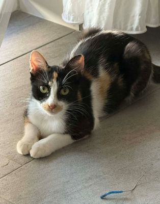 Calypso möchte IHR Herz erobern, Mischling - Katze