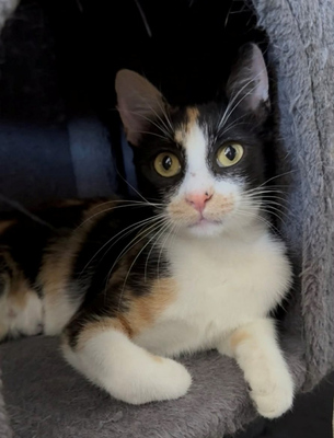 Calypso möchte IHR Herz erobern, Mischling - Katze