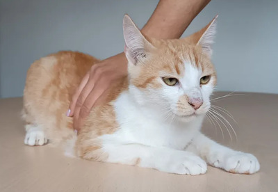 Camelo - supersozialer Kater mit wunderschönen Augen, EKH Jungtier - Kater