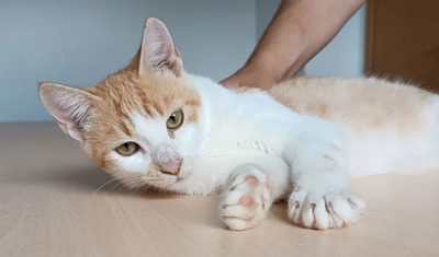 Camelo - supersozialer Kater mit wunderschönen Augen, EKH Jungtier - Kater