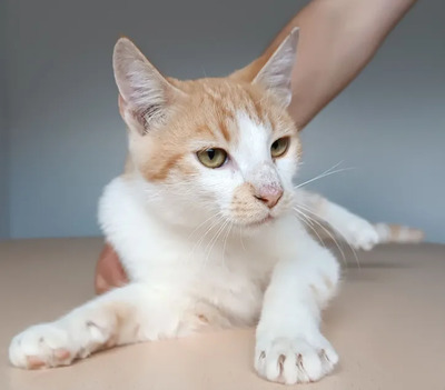 Camelo - supersozialer Kater mit wunderschönen Augen, EKH Jungtier - Kater