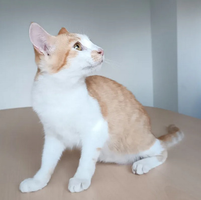 Camelo - supersozialer Kater mit wunderschönen Augen, EKH Jungtier - Kater