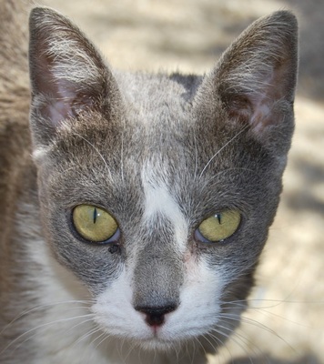 Camilla, MIX - Katze