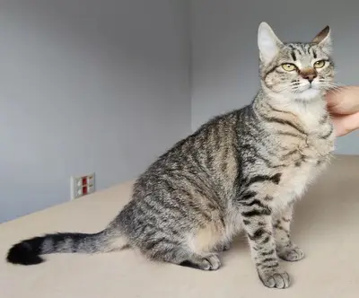 Campana - verspielt aber dennoch eher ruhig, EKH - Katze