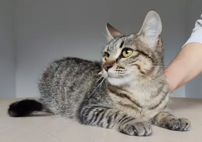 Campana - verspielt aber dennoch eher ruhig, EKH - Katze