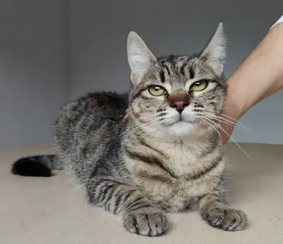 Campana - verspielt aber dennoch eher ruhig, EKH - Katze