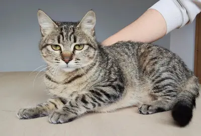 Campana - verspielt aber dennoch eher ruhig, EKH - Katze
