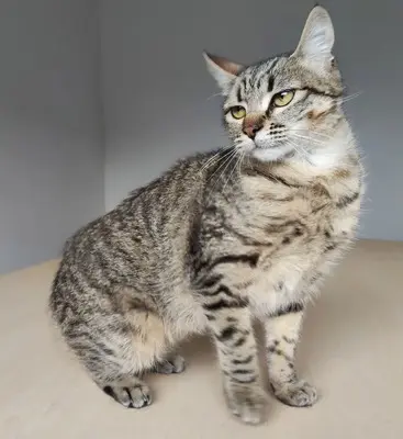 Campana - verspielt aber dennoch eher ruhig, EKH - Katze