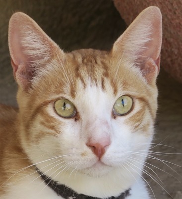 Campeon, Mix - Kater