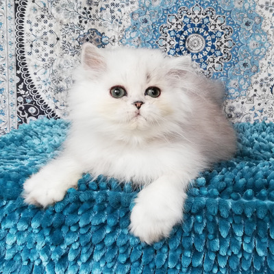 Cannelloni, Chinchilla-Perser - Kater