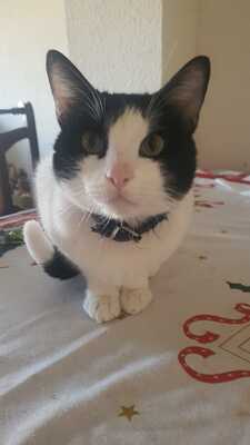 Capitán, EHK - Kater