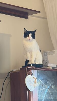 Capitán, EHK - Kater