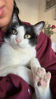 Capitán, EHK - Kater