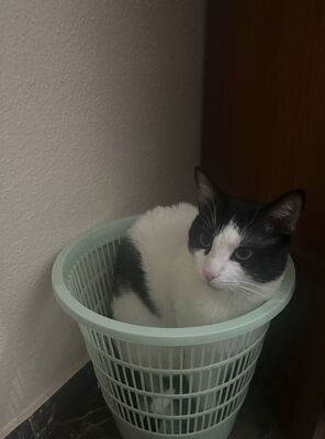 Capitán, EHK - Kater