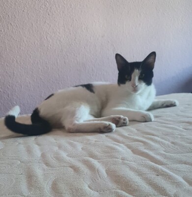 Capitán, EHK - Kater