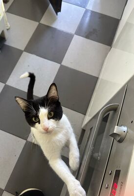 Capitán, EHK - Kater