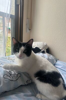 Capitán, EHK - Kater