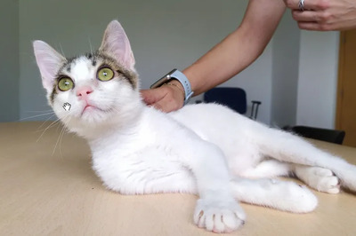 Cappuccino - lustiger Kerl mit Handycap, EKH - Kater