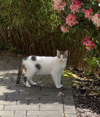 Cappuccino - lustiger Kerl mit Handycap, EKH - Kater