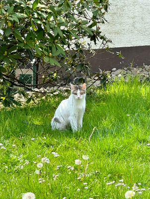 Cappuccino - lustiger Kerl mit Handycap, EKH - Kater