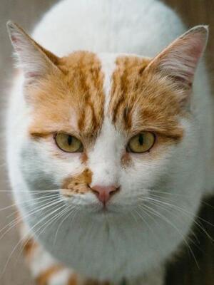 Caramelo (geb. Jan. 23) - NOTFALL, EKH - Kater