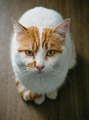 Caramelo (geb. Jan. 23) - NOTFALL, EKH - Kater