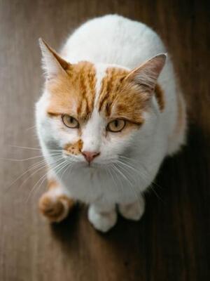 Caramelo (geb. Jan. 23) - NOTFALL, EKH - Kater