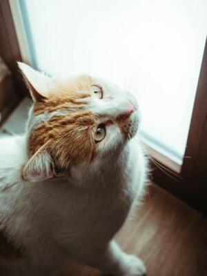 Caramelo (geb. Jan. 23) - NOTFALL, EKH - Kater