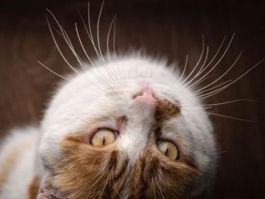 Caramelo (geb. Jan. 23) - NOTFALL, EKH - Kater