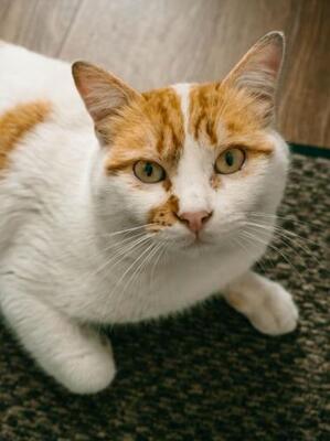Caramelo (geb. Jan. 23) - NOTFALL, EKH - Kater